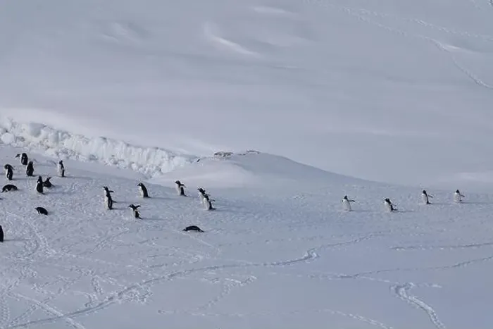 Framed Print : Group of gentoo penguins walking in the row. Track on the snow Framed Print : Group of gentoo penguins walking in the row. Track on the snow