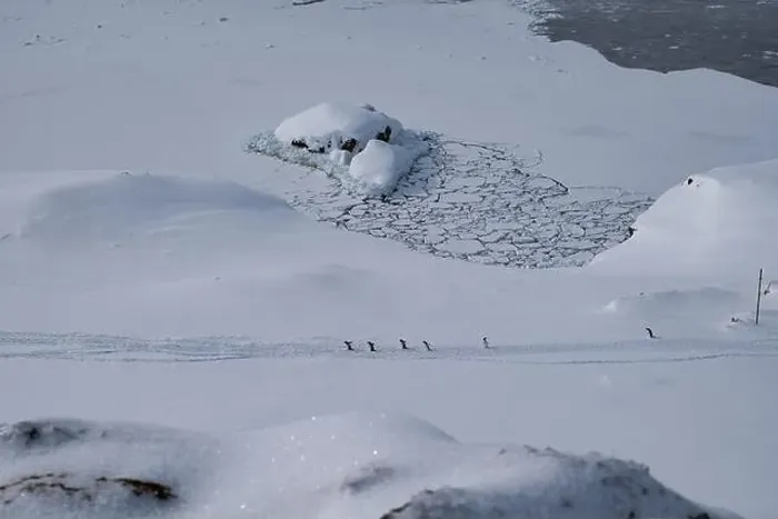 Framed Print : Group of gentoo penguins walking in the row. Track on the snow Framed Print : Group of gentoo penguins walking in the row. Track on the snow