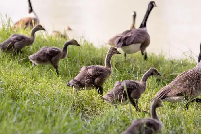 Framed Print : A group of goslings walks and grazes on a grassy riverbank Framed Print : A group of goslings walks and grazes on a grassy riverbank