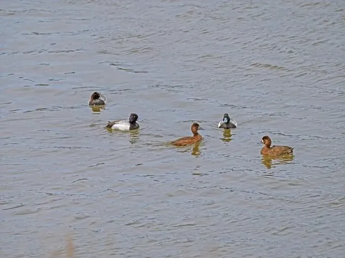 Framed Print : A Group of Greater Scaup in the Yellowstone River in Spring in the Hayden Valley in Yellowstone National Park