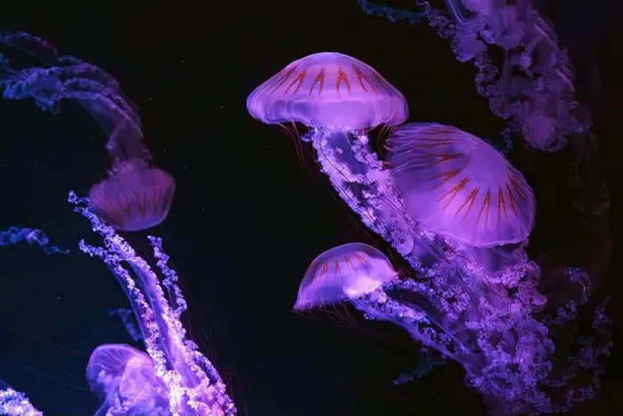 Framed Print : Group of Jellifish South american sea nettle Framed Print : Group of Jellifish South american sea nettle
