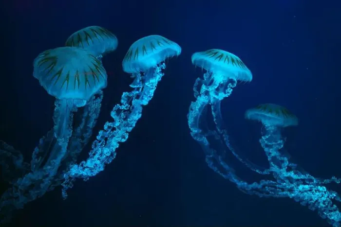 Framed Print : Group of Jellifish South american sea nettle Framed Print : Group of Jellifish South american sea nettle