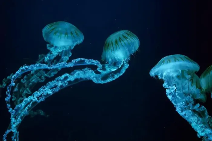 Framed Print : Group of Jellifish South american sea nettle Framed Print : Group of Jellifish South american sea nettle