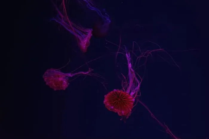 Framed Print : Group of jellyfish swimming underwater aquarium pool with red neon light Framed Print : Group of jellyfish swimming underwater aquarium pool with red neon light
