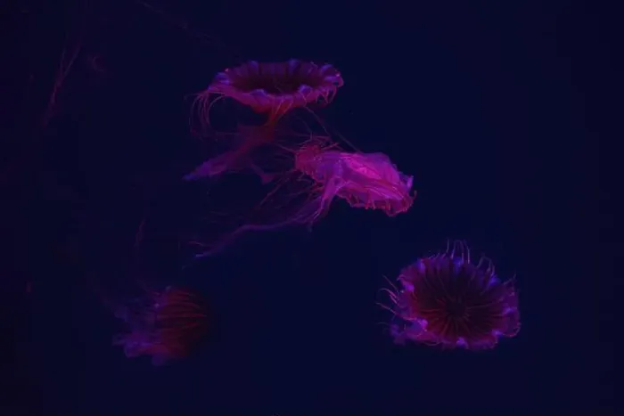 Framed Print : Group of jellyfish swimming underwater aquarium pool with red neon light Framed Print : Group of jellyfish swimming underwater aquarium pool with red neon light