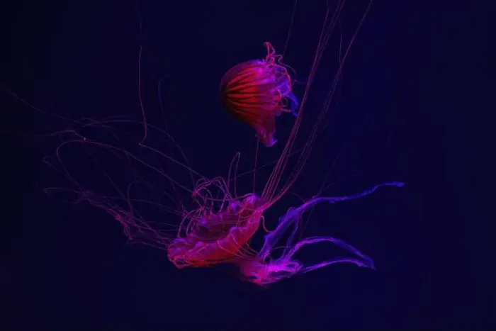 Framed Print : Group of jellyfish swimming underwater aquarium pool with red neon light Framed Print : Group of jellyfish swimming underwater aquarium pool with red neon light