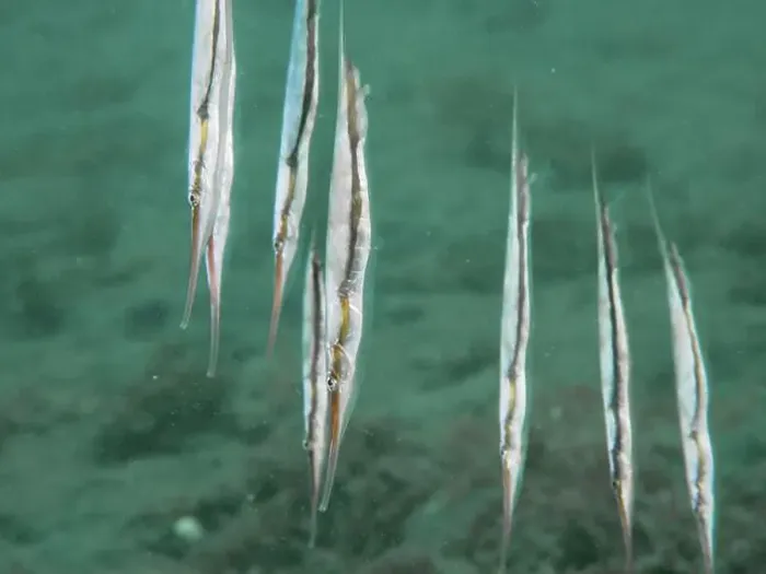 Framed Print : A group of jointed razorfish, razorfish (Aeoliscus strigatus) floating vertically in the turquoise water Framed Print : A group of jointed razorfish, razorfish (Aeoliscus strigatus) floating vertically in the turquoise water