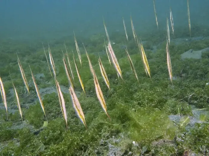 Framed Print : A group of long fish, jointed razorfish Framed Print : A group of long fish, jointed razorfish