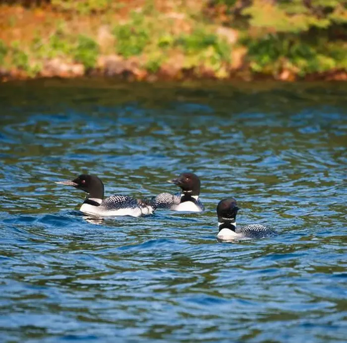Framed Print : Group of three loon birds floating on lake in Canada together Framed Print : Group of three loon birds floating on lake in Canada together