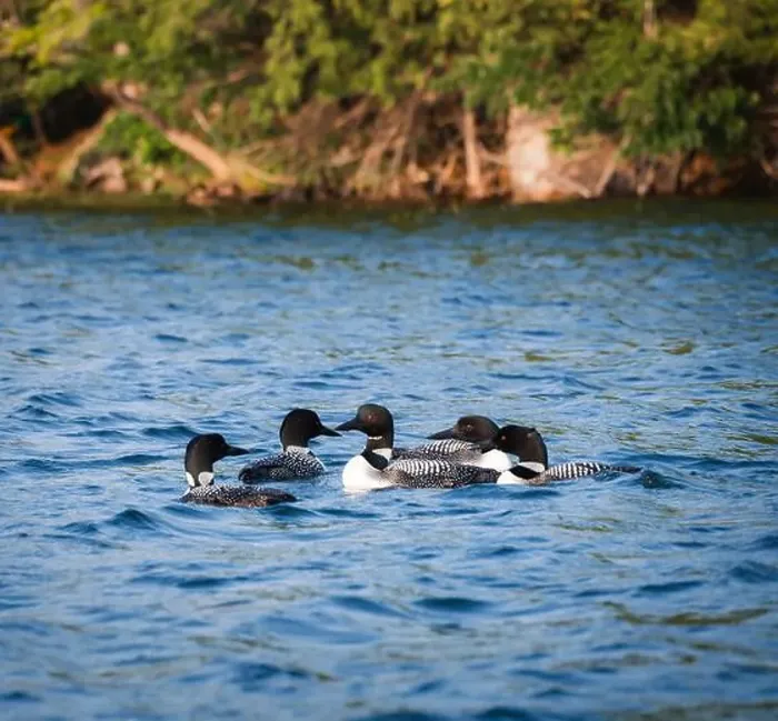 Framed Print : Group of five loons swimming together on lake in Canada on summer day Framed Print : Group of five loons swimming together on lake in Canada on summer day