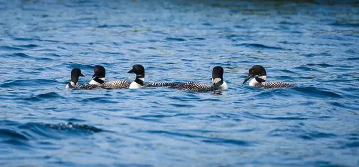 Framed Print : Group of five loons swimming together on lake in Canada on summer day Framed Print : Group of five loons swimming together on lake in Canada on summer day
