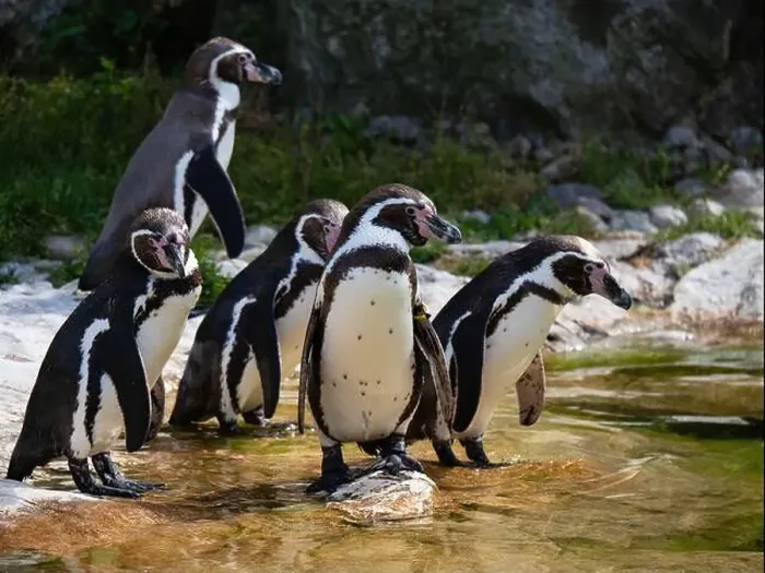 Framed Print : Group of Penguins stand on a Rock Together Near a Pond Framed Print : Group of Penguins stand on a Rock Together Near a Pond