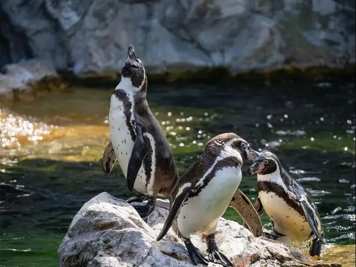 Framed Print : Group of Penguins stand on a Rock Together Near a Pond Framed Print : Group of Penguins stand on a Rock Together Near a Pond