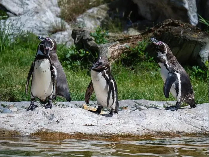 Framed Print : Group of Penguins stand on a Rock Together Near a Pond Framed Print : Group of Penguins stand on a Rock Together Near a Pond