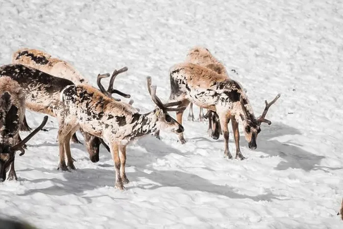 Framed Print : A group of reindeer, Rangifer tarandus Framed Print : A group of reindeer, Rangifer tarandus