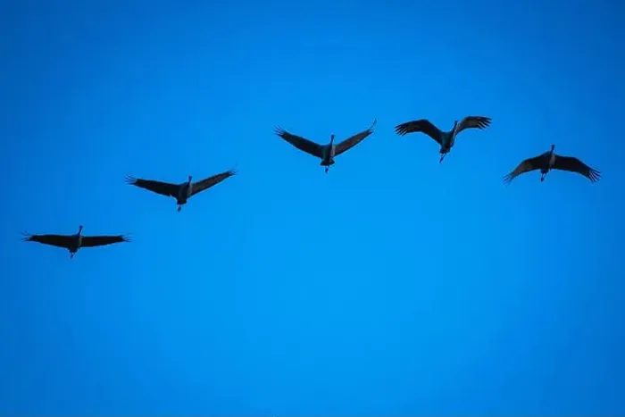 Framed Print : Group of five sandhill cranes flying at Bosque del Apache Framed Print : Group of five sandhill cranes flying at Bosque del Apache