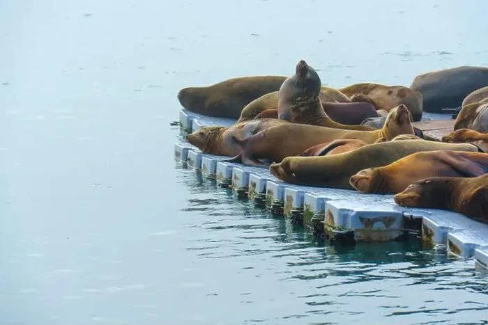 Framed Print : Group of sea lions basking on a floating dock in Oceanside Framed Print : Group of sea lions basking on a floating dock in Oceanside