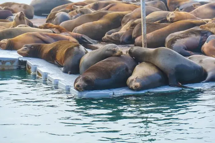 Framed Print : Group of sea lions lounging on a dock in Oceanside Framed Print : Group of sea lions lounging on a dock in Oceanside
