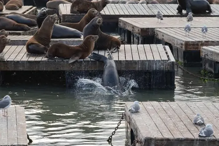 Framed Print : Group of sea lions on a pier in San Francisco, California, USA Framed Print : Group of sea lions on a pier in San Francisco, California, USA
