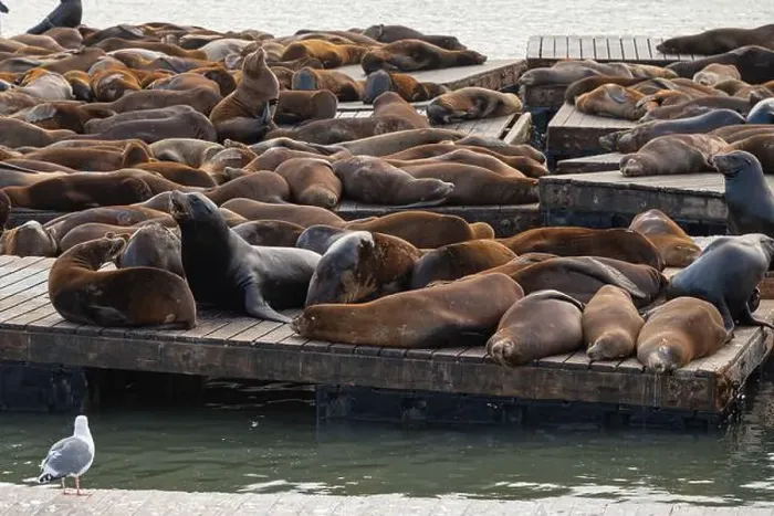 Framed Print : Group of sea lions on a pier in San Francisco, California, USA Framed Print : Group of sea lions on a pier in San Francisco, California, USA