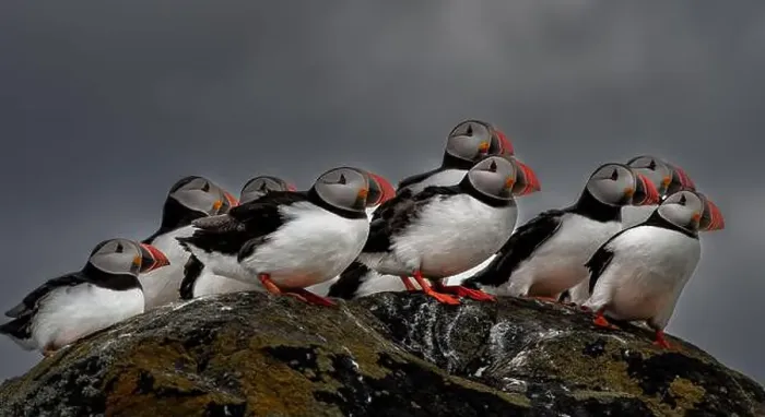 Framed Print : Group Of Seabird Species Atlantic Puffin (Fratercula arctica) Framed Print : Group Of Seabird Species Atlantic Puffin (Fratercula arctica)