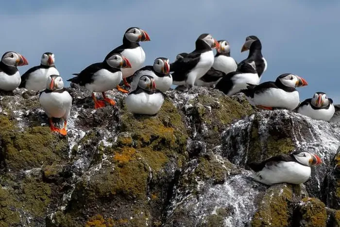 Framed Print : Group Of Seabird Species Atlantic Puffin (Fratercula arctica) Framed Print : Group Of Seabird Species Atlantic Puffin (Fratercula arctica)