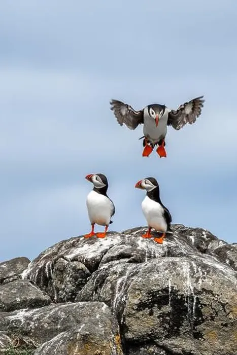 Framed Print : Group Of Seabird Species Atlantic Puffin (Fratercula arctica) Framed Print : Group Of Seabird Species Atlantic Puffin (Fratercula arctica)