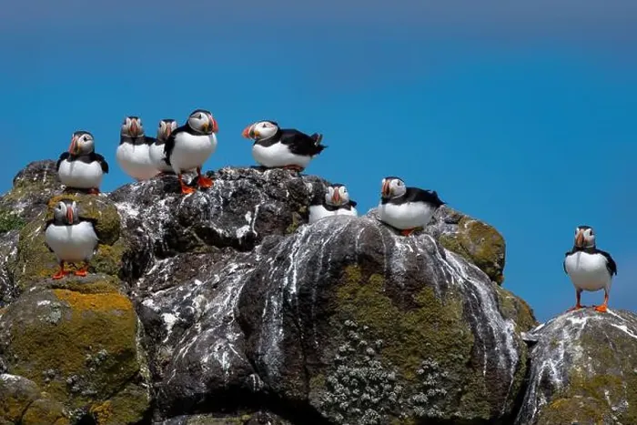 Framed Print : Group Of Seabird Species Atlantic Puffin (Fratercula arctica) Framed Print : Group Of Seabird Species Atlantic Puffin (Fratercula arctica)