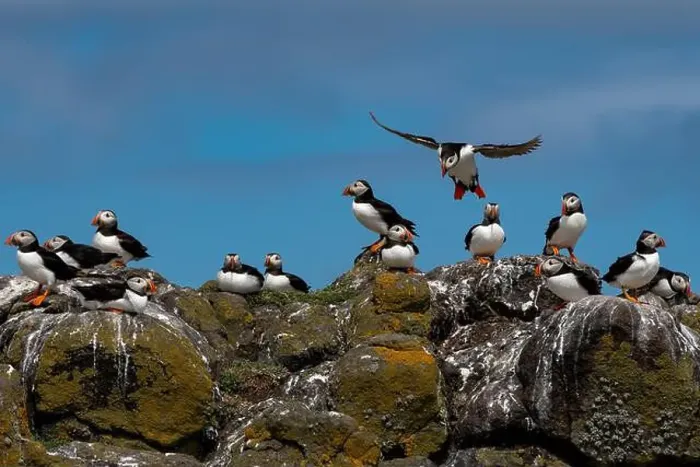 Framed Print : Group Of Seabird Species Atlantic Puffin (Fratercula arctica) Framed Print : Group Of Seabird Species Atlantic Puffin (Fratercula arctica)
