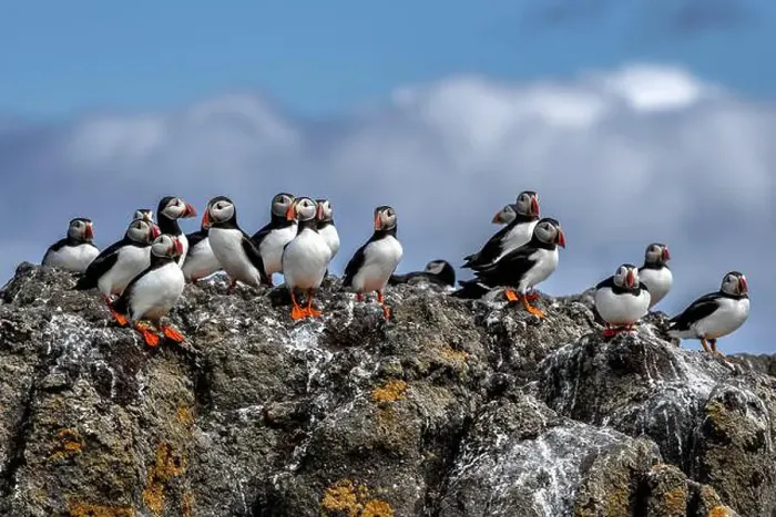 Framed Print : Group Of Seabird Species Atlantic Puffin (Fratercula arctica) Framed Print : Group Of Seabird Species Atlantic Puffin (Fratercula arctica)