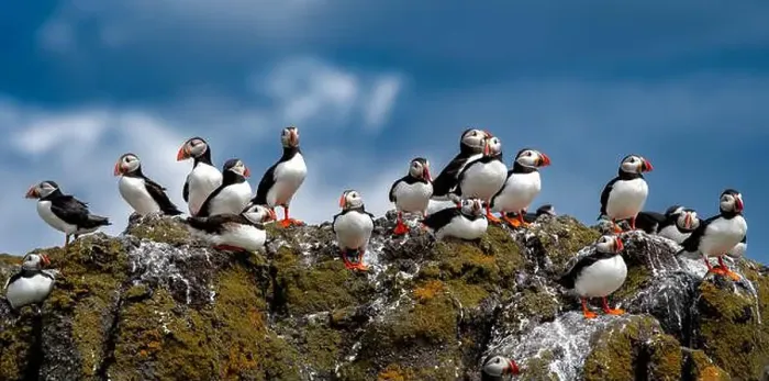 Framed Print : Group Of Seabird Species Atlantic Puffin (Fratercula arctica) Framed Print : Group Of Seabird Species Atlantic Puffin (Fratercula arctica)