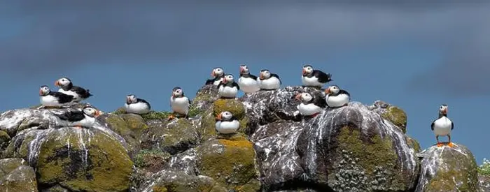 Framed Print : Group Of Seabird Species Atlantic Puffin (Fratercula arctica) Framed Print : Group Of Seabird Species Atlantic Puffin (Fratercula arctica)