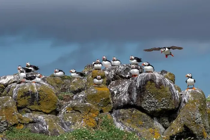 Framed Print : Group Of Seabird Species Atlantic Puffin (Fratercula arctica) Framed Print : Group Of Seabird Species Atlantic Puffin (Fratercula arctica)