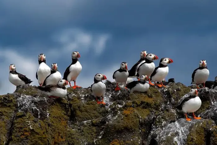 Framed Print : Group Of Seabird Species Atlantic Puffin (Fratercula arctica) Framed Print : Group Of Seabird Species Atlantic Puffin (Fratercula arctica)