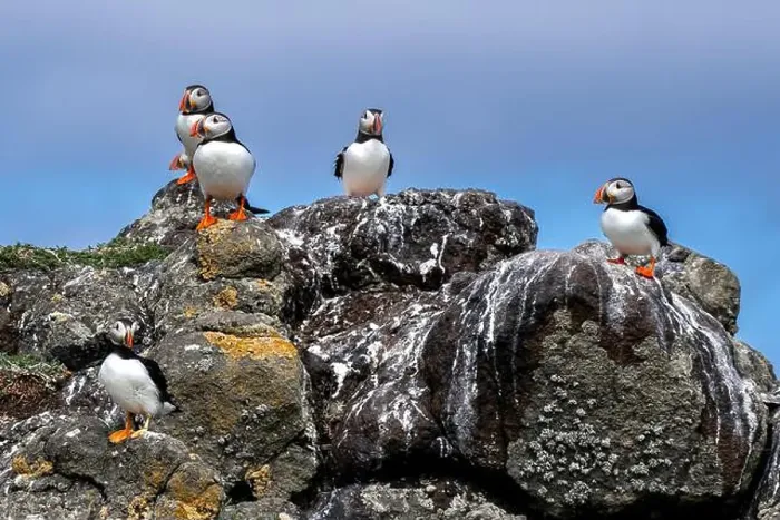 Framed Print : Group Of Seabird Species Atlantic Puffin (Fratercula arctica) Framed Print : Group Of Seabird Species Atlantic Puffin (Fratercula arctica)