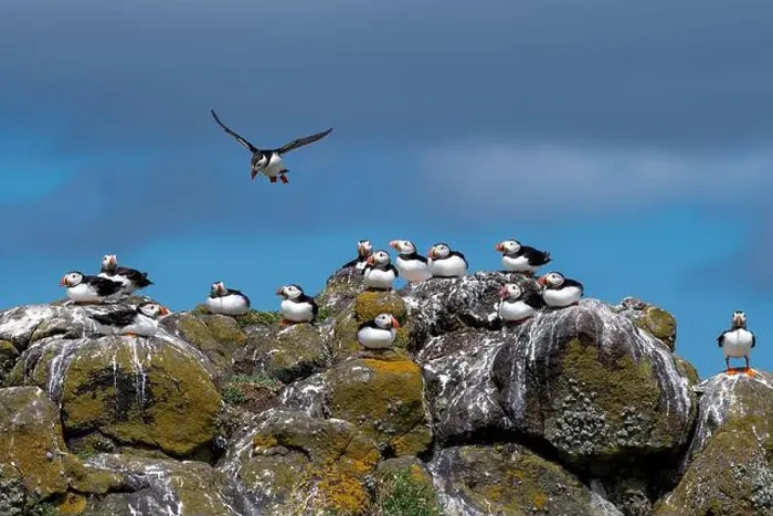 Framed Print : Group Of Seabird Species Atlantic Puffin (Fratercula arctica) Framed Print : Group Of Seabird Species Atlantic Puffin (Fratercula arctica)