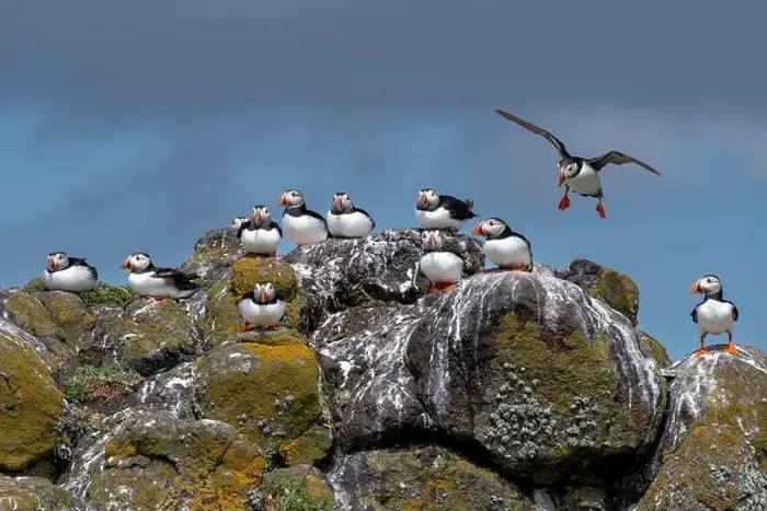 Framed Print : Group Of Seabird Species Atlantic Puffin (Fratercula arctica) Framed Print : Group Of Seabird Species Atlantic Puffin (Fratercula arctica)