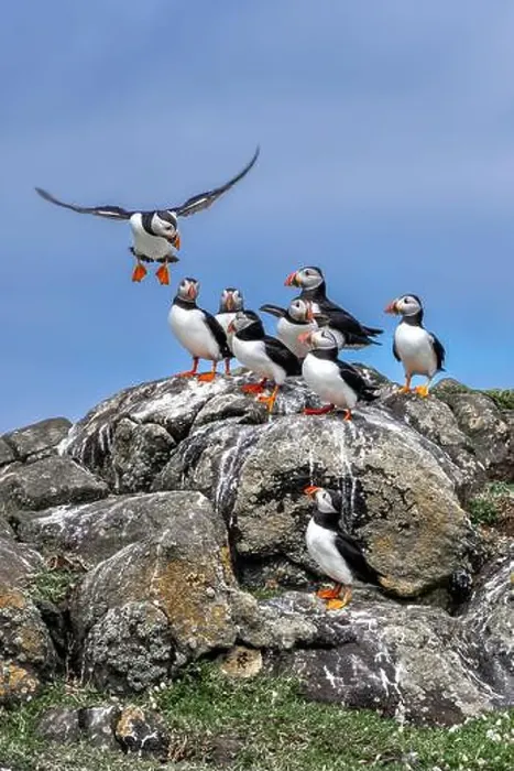 Framed Print : Group Of Seabird Species Atlantic Puffin (Fratercula arctica) Framed Print : Group Of Seabird Species Atlantic Puffin (Fratercula arctica)