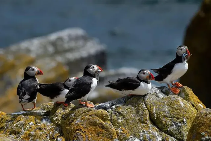 Framed Print : Group Of Seabird Species Atlantic Puffin (Fratercula arctica) Framed Print : Group Of Seabird Species Atlantic Puffin (Fratercula arctica)