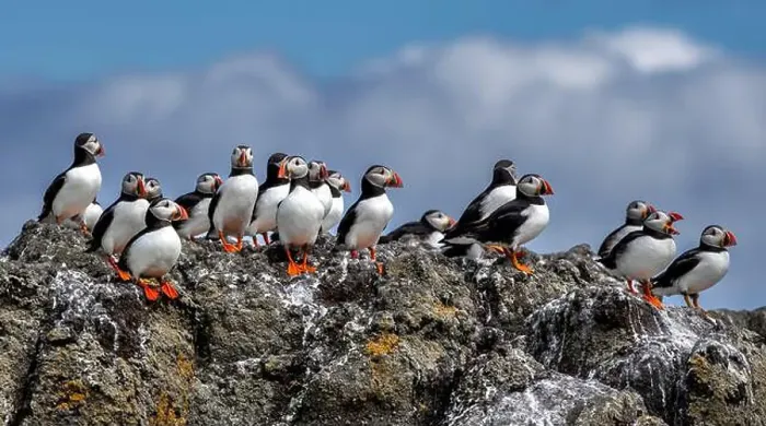 Framed Print : Group Of Seabird Species Atlantic Puffin (Fratercula arctica) Framed Print : Group Of Seabird Species Atlantic Puffin (Fratercula arctica)