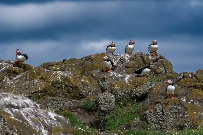 Framed Print : Group Of Seabird Species Atlantic Puffin (Fratercula arctica) Framed Print : Group Of Seabird Species Atlantic Puffin (Fratercula arctica)