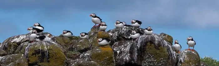 Framed Print : Group Of Seabird Species Atlantic Puffin (Fratercula arctica) Framed Print : Group Of Seabird Species Atlantic Puffin (Fratercula arctica)