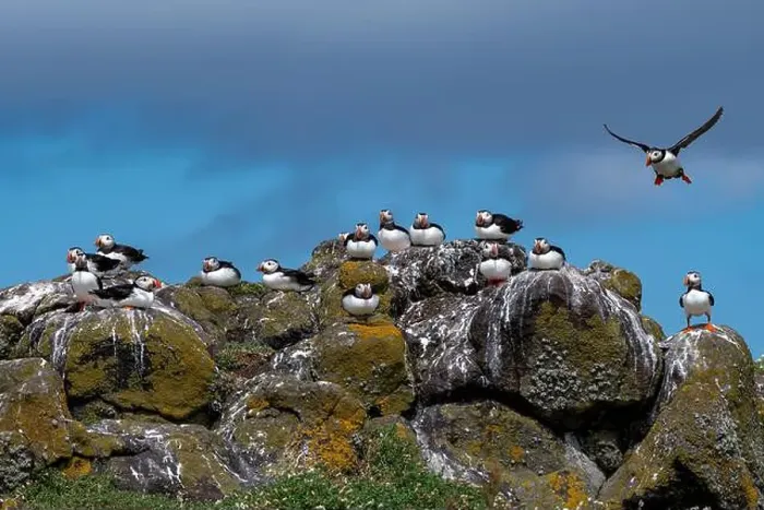 Framed Print : Group Of Seabird Species Atlantic Puffin (Fratercula arctica) Framed Print : Group Of Seabird Species Atlantic Puffin (Fratercula arctica)