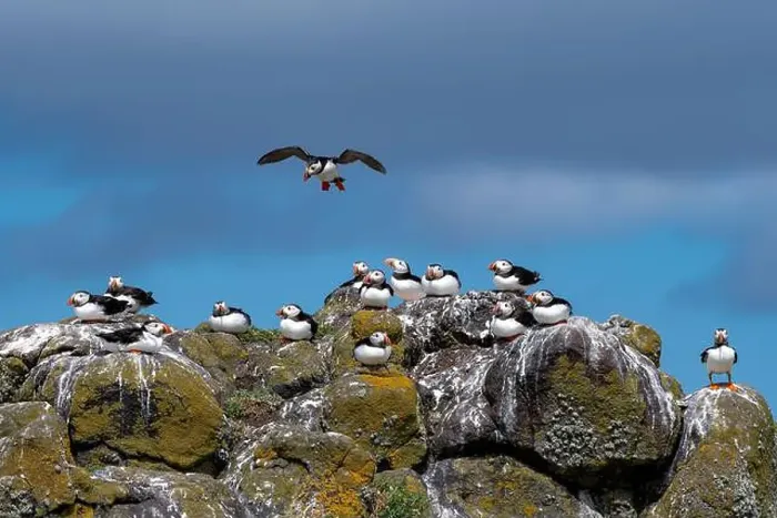 Framed Print : Group Of Seabird Species Atlantic Puffin (Fratercula arctica) Framed Print : Group Of Seabird Species Atlantic Puffin (Fratercula arctica)