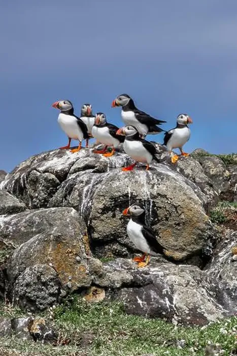 Framed Print : Group Of Seabird Species Atlantic Puffin (Fratercula arctica) Framed Print : Group Of Seabird Species Atlantic Puffin (Fratercula arctica)