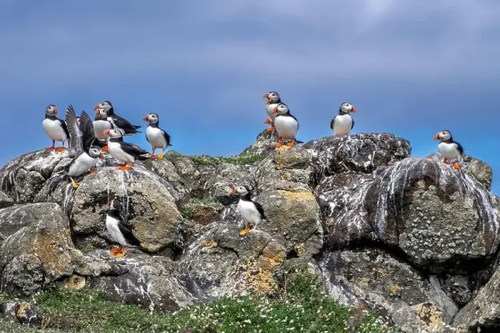 Framed Print : Group Of Seabird Species Atlantic Puffin (Fratercula arctica) Framed Print : Group Of Seabird Species Atlantic Puffin (Fratercula arctica)