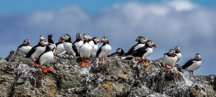 Framed Print : Group Of Seabird Species Atlantic Puffin (Fratercula arctica) Framed Print : Group Of Seabird Species Atlantic Puffin (Fratercula arctica)