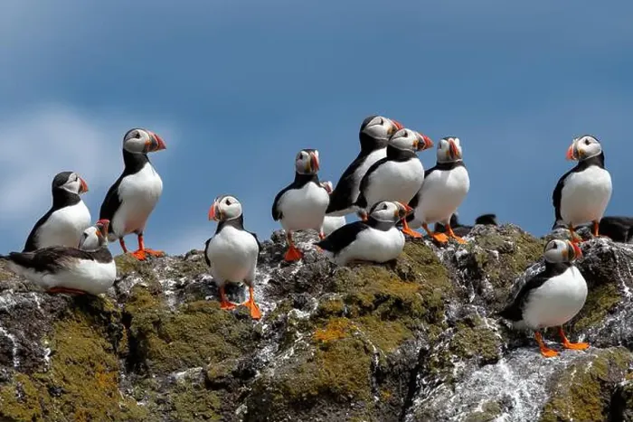 Framed Print : Group Of Seabird Species Atlantic Puffin (Fratercula arctica) Framed Print : Group Of Seabird Species Atlantic Puffin (Fratercula arctica)