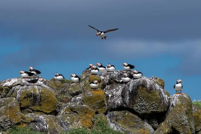 Framed Print : Group Of Seabird Species Atlantic Puffin (Fratercula arctica) Framed Print : Group Of Seabird Species Atlantic Puffin (Fratercula arctica)
