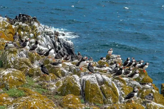Framed Print : Group Of Seabird Species Atlantic Puffin (Fratercula arctica) Framed Print : Group Of Seabird Species Atlantic Puffin (Fratercula arctica)